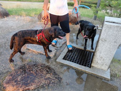 犬仲間と散歩は楽しい