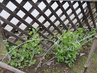 昨年庭の隅に植えたエンドウが知らないうちに大きくなっていました。