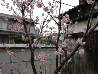 我が家の桜は満開どころか散り始めました。